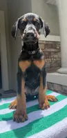 Doberman male , a male Doberman Pinscher for sale in Jacksonville, FL – 1 of 6