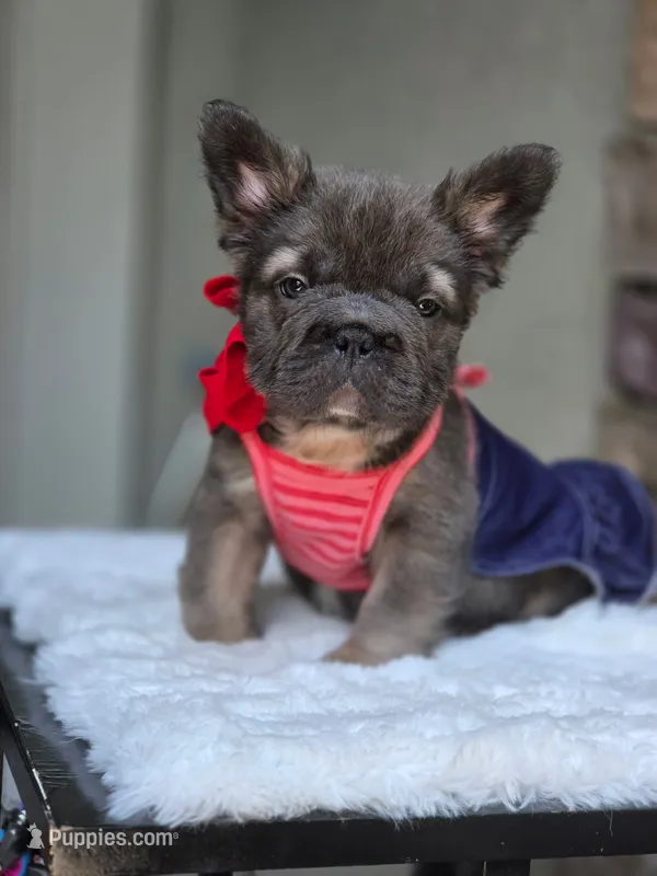 Big rope fluffy female , a female French Bulldog for sale in Jacksonville, FL – 1 of 3
