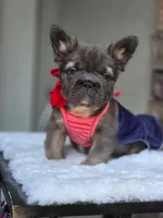Big rope fluffy female , a female French Bulldog for sale in Jacksonville, FL – 1 of 3