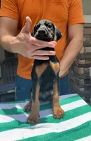 Doberman male , a male Doberman Pinscher for sale in Jacksonville, FL – 4 of 6