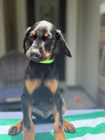 Doberman male, a male Doberman Pinscher for sale in Jacksonville, FL – 3 of 5