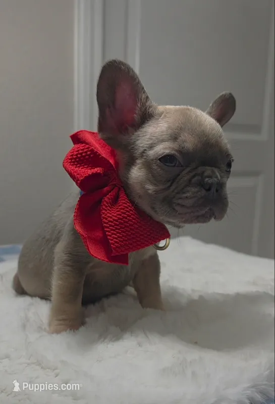 Blue fawn male  – French Bulldog puppy for sale in Jacksonville, FL