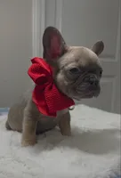 Blue fawn male , a male French Bulldog for sale in Jacksonville, FL – 1 of 2