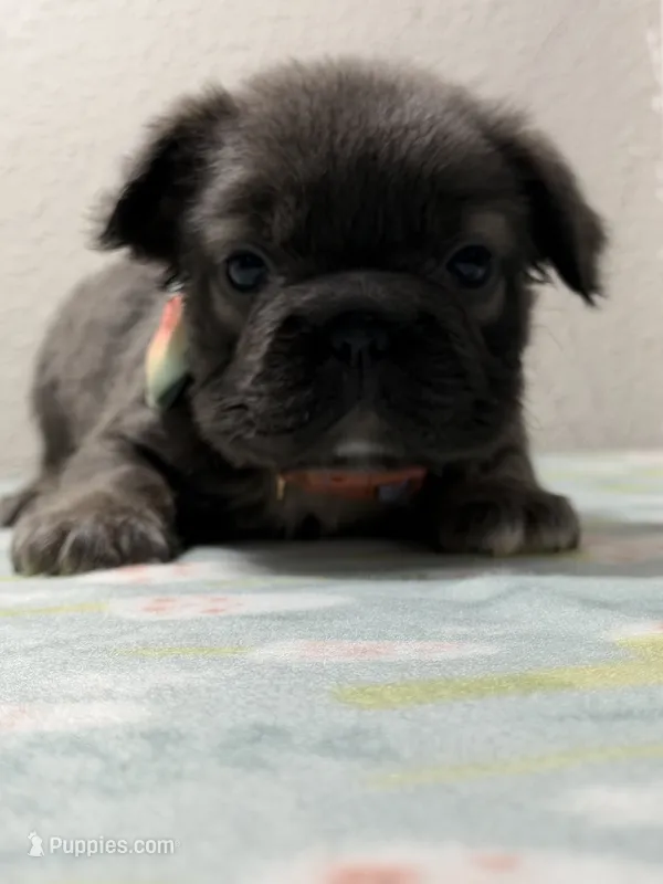 Georgia  – French Bulldog puppy for sale in Jacksonville, FL