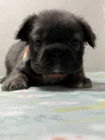 Georgia , a female French Bulldog for sale in Jacksonville, FL – 1 of 2