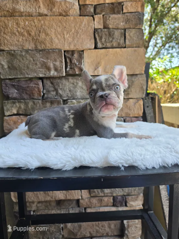 Lilac merle harlequin female  – French Bulldog puppy for sale in Jacksonville, FL