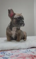 Blue fawn female , a female French Bulldog for sale in Jacksonville, FL – 5 of 7