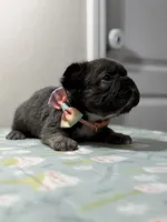 Georgia , a female French Bulldog for sale in Jacksonville, FL – 2 of 2
