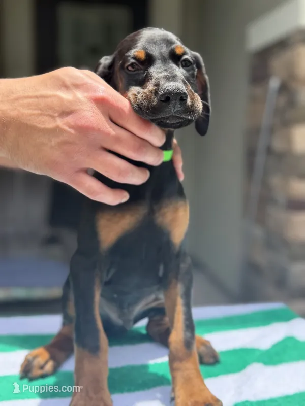 Doberman male – Doberman Pinscher puppy for sale in Jacksonville, FL