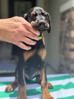 Doberman male, a male Doberman Pinscher for sale in Jacksonville, FL – 1 of 5