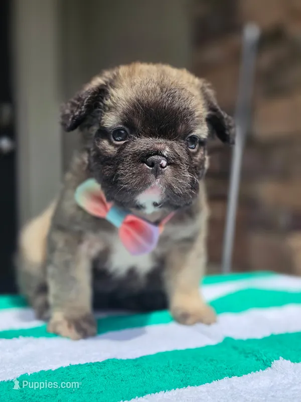 Georgia  – French Bulldog puppy for sale in Jacksonville, FL