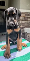 Doberman male , a male Doberman Pinscher for sale in Jacksonville, FL – 5 of 6
