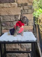 Big rope fluffy female , a female French Bulldog for sale in Jacksonville, FL – 3 of 3