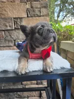 Big rope fluffy female , a female French Bulldog for sale in Jacksonville, FL – 2 of 3