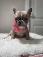 Lilac fawn merle female , a female French Bulldog for sale in Jacksonville, FL – 3 of 5