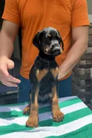 Doberman male , a male Doberman Pinscher for sale in Jacksonville, FL – 3 of 6