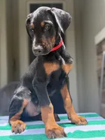 Doberman male , a male Doberman Pinscher for sale in Jacksonville, FL – 5 of 5