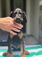 Doberman male, a male Doberman Pinscher for sale in Jacksonville, FL – 4 of 5
