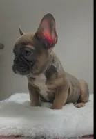 Blue fawn female , a female French Bulldog for sale in Jacksonville, FL – 7 of 7