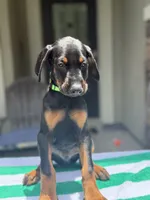 Doberman male, a male Doberman Pinscher for sale in Jacksonville, FL – 2 of 5