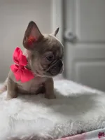 Lilac fawn merle female , a female French Bulldog for sale in Jacksonville, FL – 5 of 5