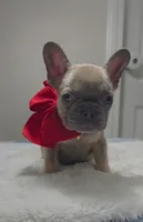 Blue fawn male , a male French Bulldog for sale in Jacksonville, FL – 2 of 2