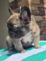 Big rope fluffy female , a female French Bulldog for sale in Jacksonville, FL – 3 of 4