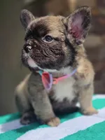 Big rope fluffy female , a female French Bulldog for sale in Jacksonville, FL – 2 of 4
