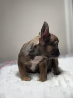 Blue fawn female , a female French Bulldog for sale in Jacksonville, FL – 4 of 7