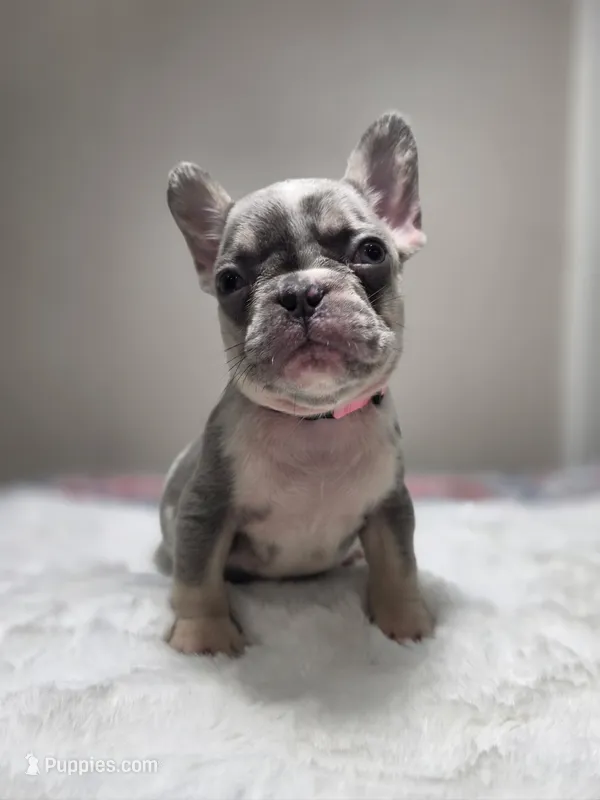 Lilac merle harlequin female  – French Bulldog puppy for sale in Jacksonville, FL