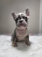 Lilac merle harlequin female , a female French Bulldog for sale in Jacksonville, FL – 1 of 3