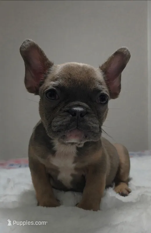 Blue fawn female  – French Bulldog puppy for sale in Jacksonville, FL