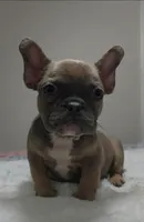 Blue fawn female , a female French Bulldog for sale in Jacksonville, FL – 1 of 7