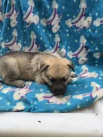 Suzy Q/AKC REGISTERED, a female German Shepherd Dog for sale in Chuckey, TN – 5 of 5