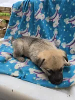 Suzy Q/AKC REGISTERED, a female German Shepherd Dog for sale in Chuckey, TN – 2 of 5