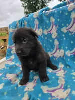 Diogi /AKC REGISTERED, a male German Shepherd Dog for sale in Chuckey, TN – 3 of 3