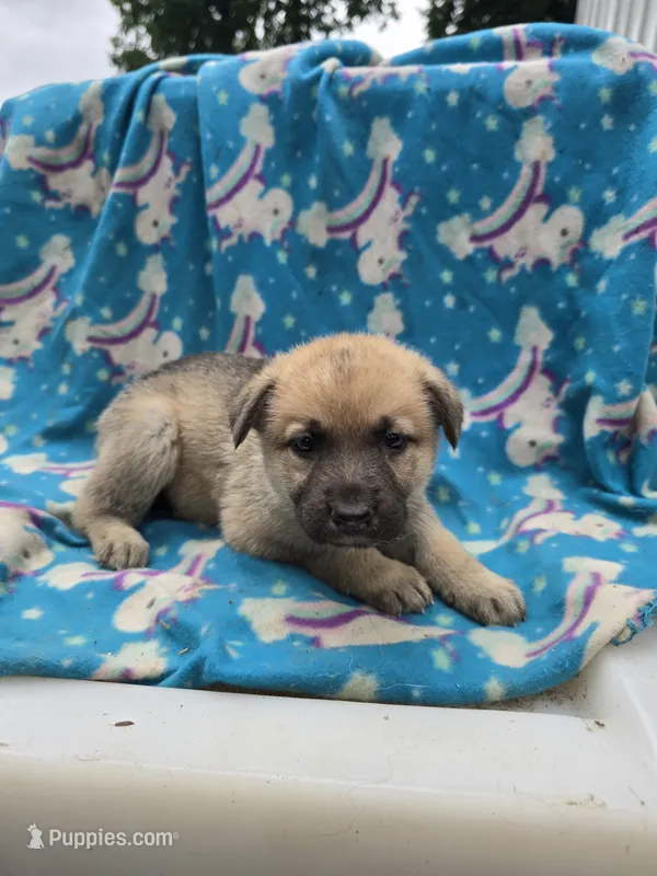 Suzy Q/AKC REGISTERED – German Shepherd Dog puppy for sale in Chuckey, TN
