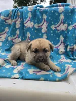 Suzy Q/AKC REGISTERED, a female German Shepherd Dog for sale in Chuckey, TN – 1 of 5