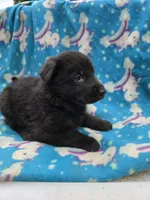 Diogi /AKC REGISTERED, a male German Shepherd Dog for sale in Chuckey, TN – 2 of 3
