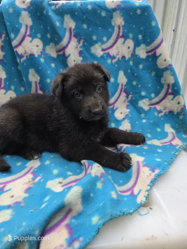 Diogi /AKC REGISTERED – German Shepherd Dog puppy for sale in Chuckey, TN
