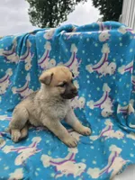 Suzy Q/AKC REGISTERED, a female German Shepherd Dog for sale in Chuckey, TN – 3 of 5