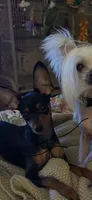 Sammie, a female Miniature Pinscher for sale in Fort Pierce, FL – 7 of 9