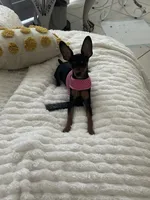 Sammie, a female Miniature Pinscher for sale in Fort Pierce, FL – 8 of 9