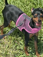 Sammie, a female Miniature Pinscher for sale in Fort Pierce, FL – 5 of 9