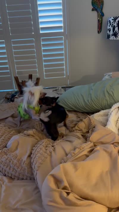 Sammie, a female Miniature Pinscher for sale in Fort Pierce, FL – 9 of 9