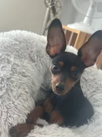 Sammie, a female Miniature Pinscher for sale in Fort Pierce, FL – 2 of 9