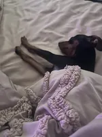 Sammie, a female Miniature Pinscher for sale in Fort Pierce, FL – 4 of 9