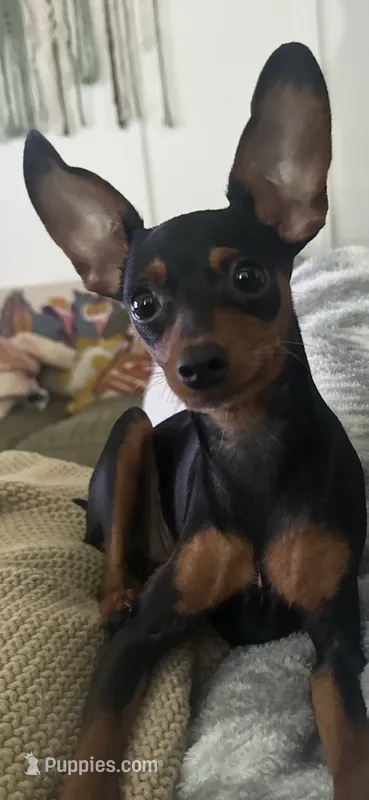 Sammie – Miniature Pinscher puppy for sale in Fort Pierce, FL