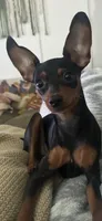 Sammie, a female Miniature Pinscher for sale in Fort Pierce, FL – 1 of 9