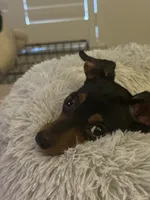 Sammie, a female Miniature Pinscher for sale in Fort Pierce, FL – 6 of 9